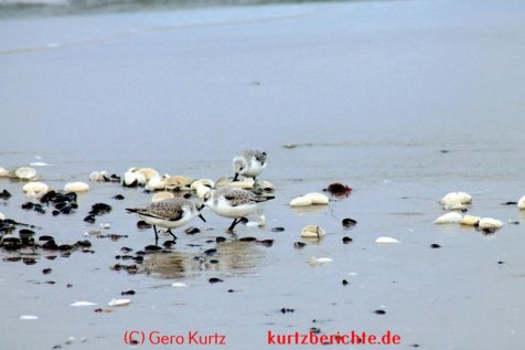 Naturführer Ostsee" von Frank Rudolph - Sanderlinge am Strand der Ostsee